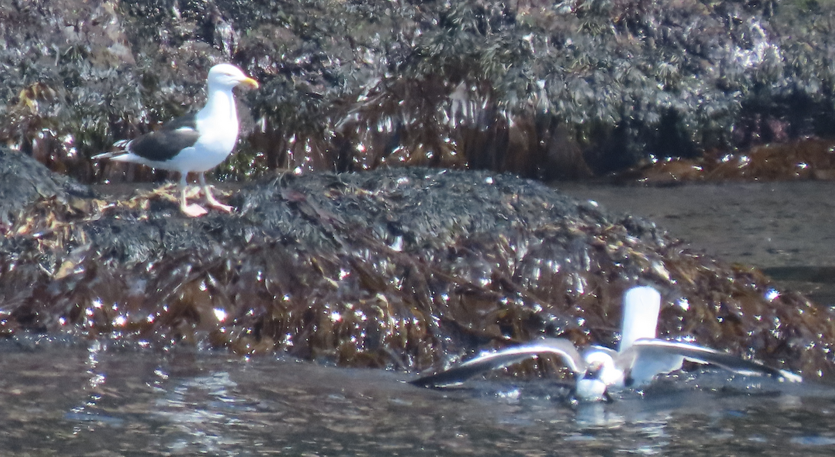 Atlantic Puffin - ML620894521