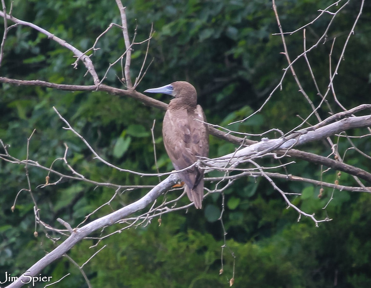 Brown Booby - ML620894523