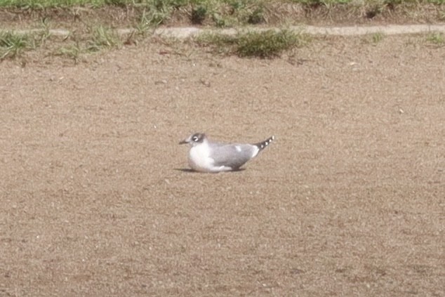 Mouette de Franklin - ML620894524