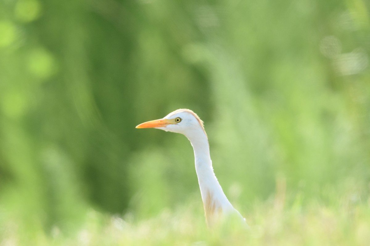 Western Cattle Egret - ML620894525