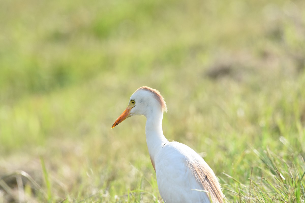 Western Cattle Egret - ML620894526