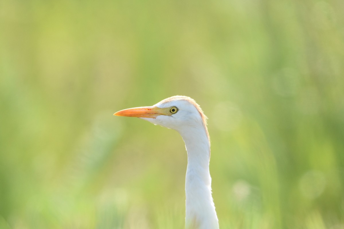 Western Cattle Egret - ML620894527