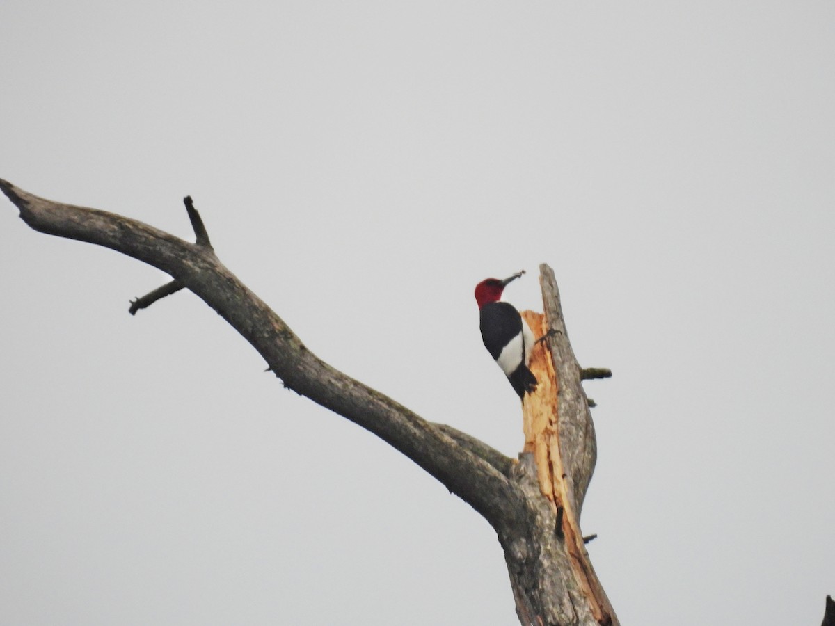 Red-headed Woodpecker - ML620894529