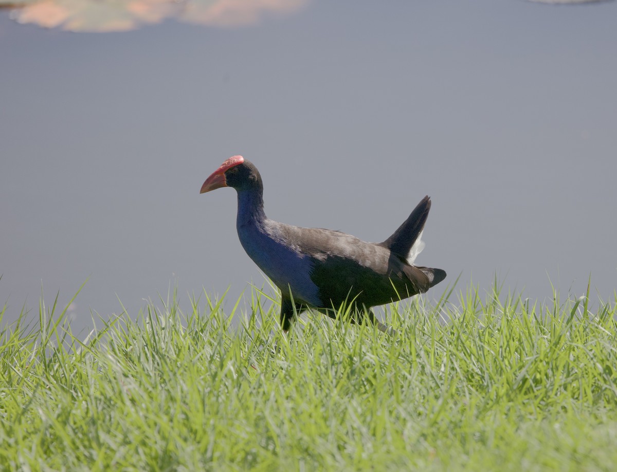 Australasian Swamphen - ML620894531