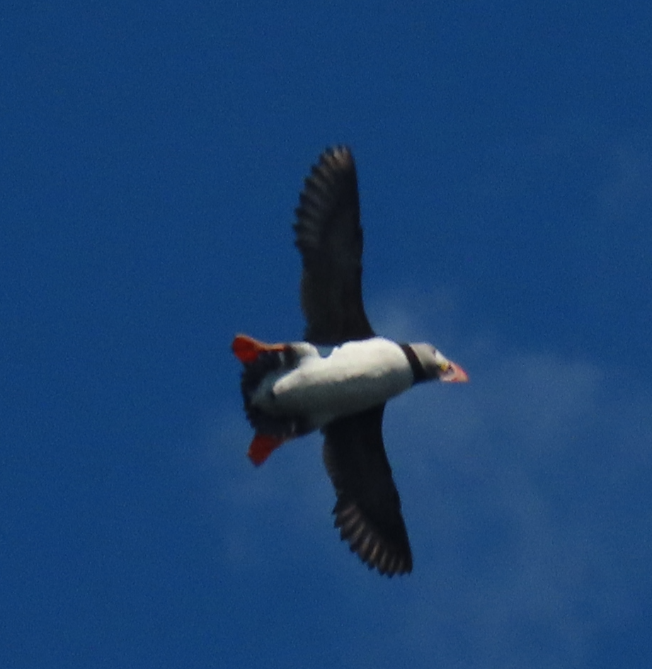 Atlantic Puffin - ML620894533