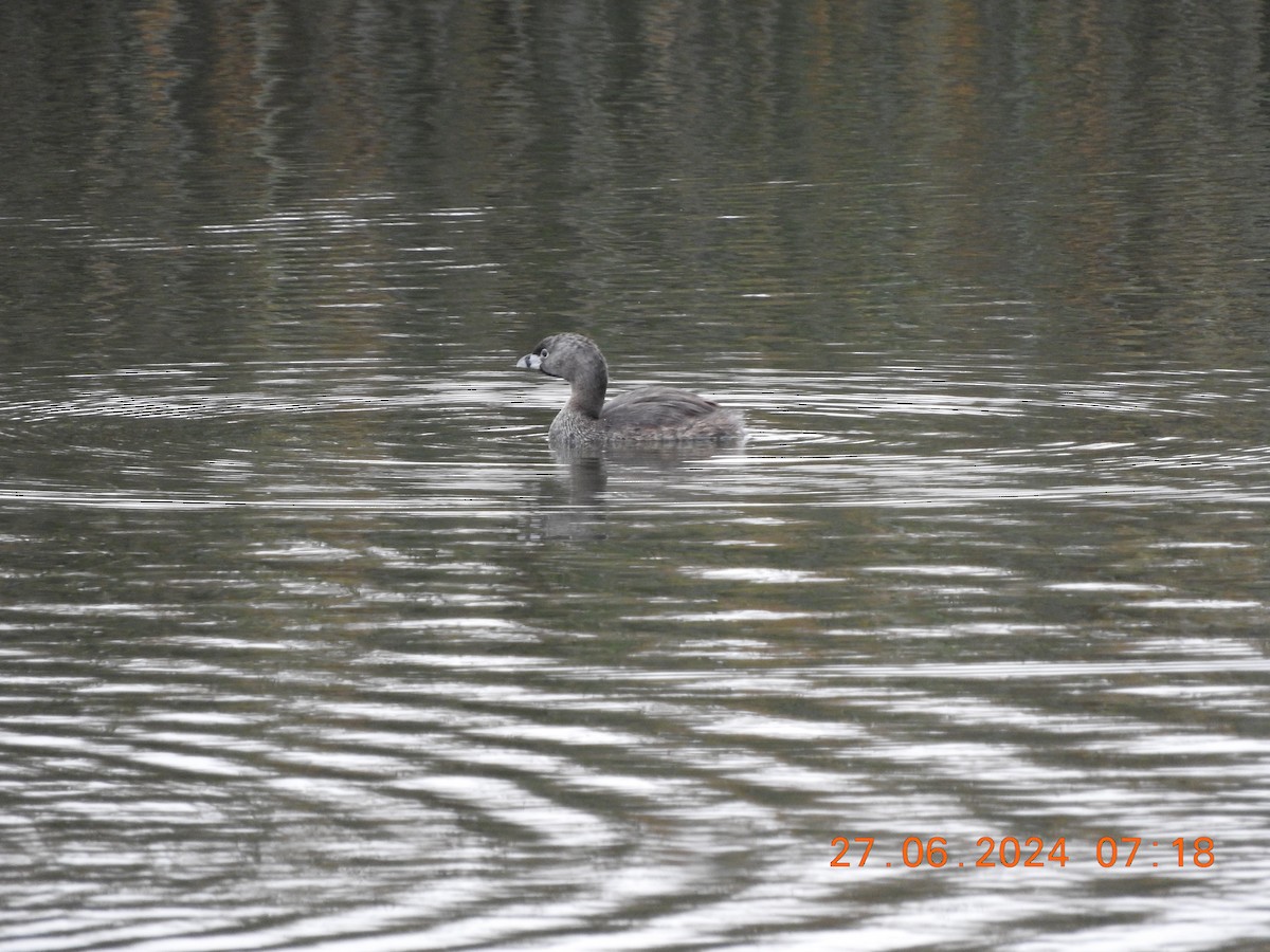 Pied-billed Grebe - ML620894534