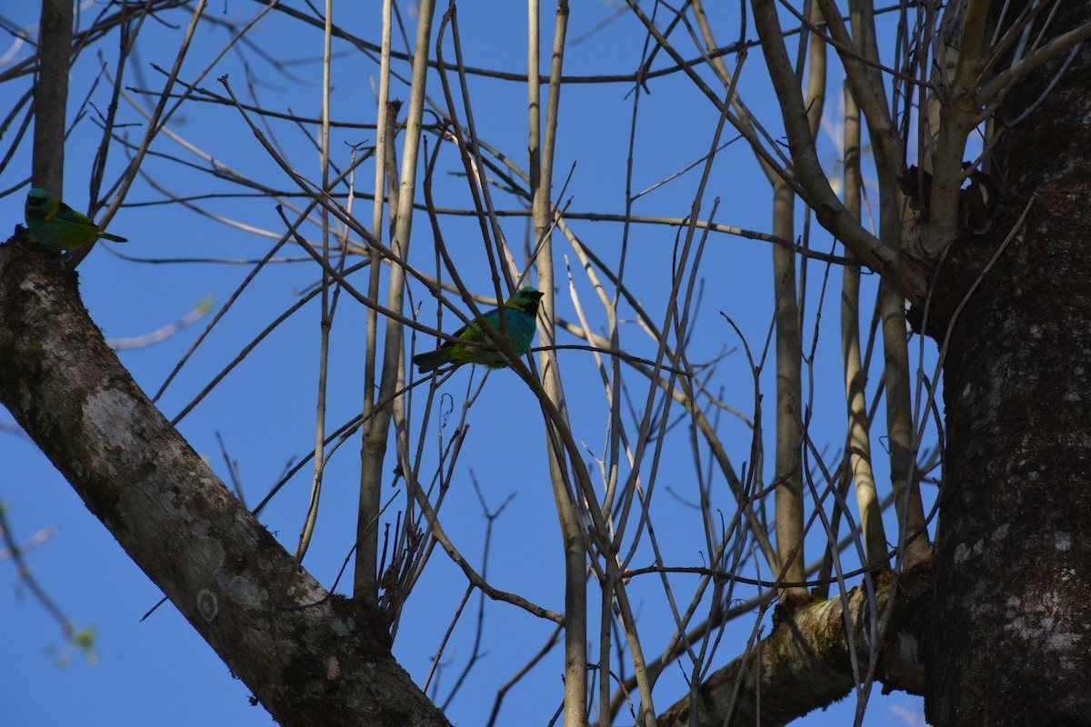 Green-headed Tanager - ML620894554