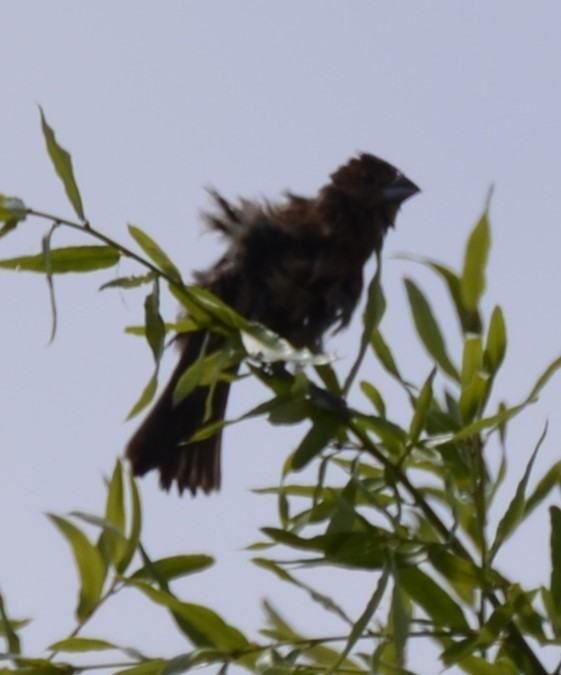 Blue Grosbeak - Andrea Freeman