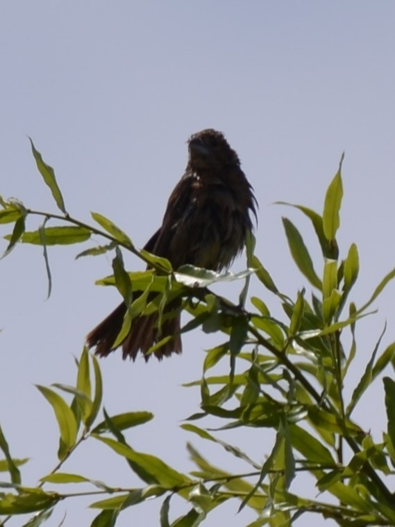 Blue Grosbeak - ML620894564