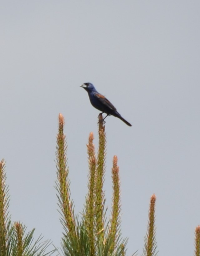 Blue Grosbeak - ML620894565