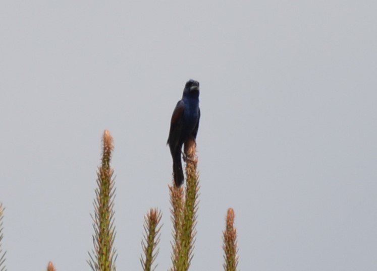 Blue Grosbeak - ML620894566