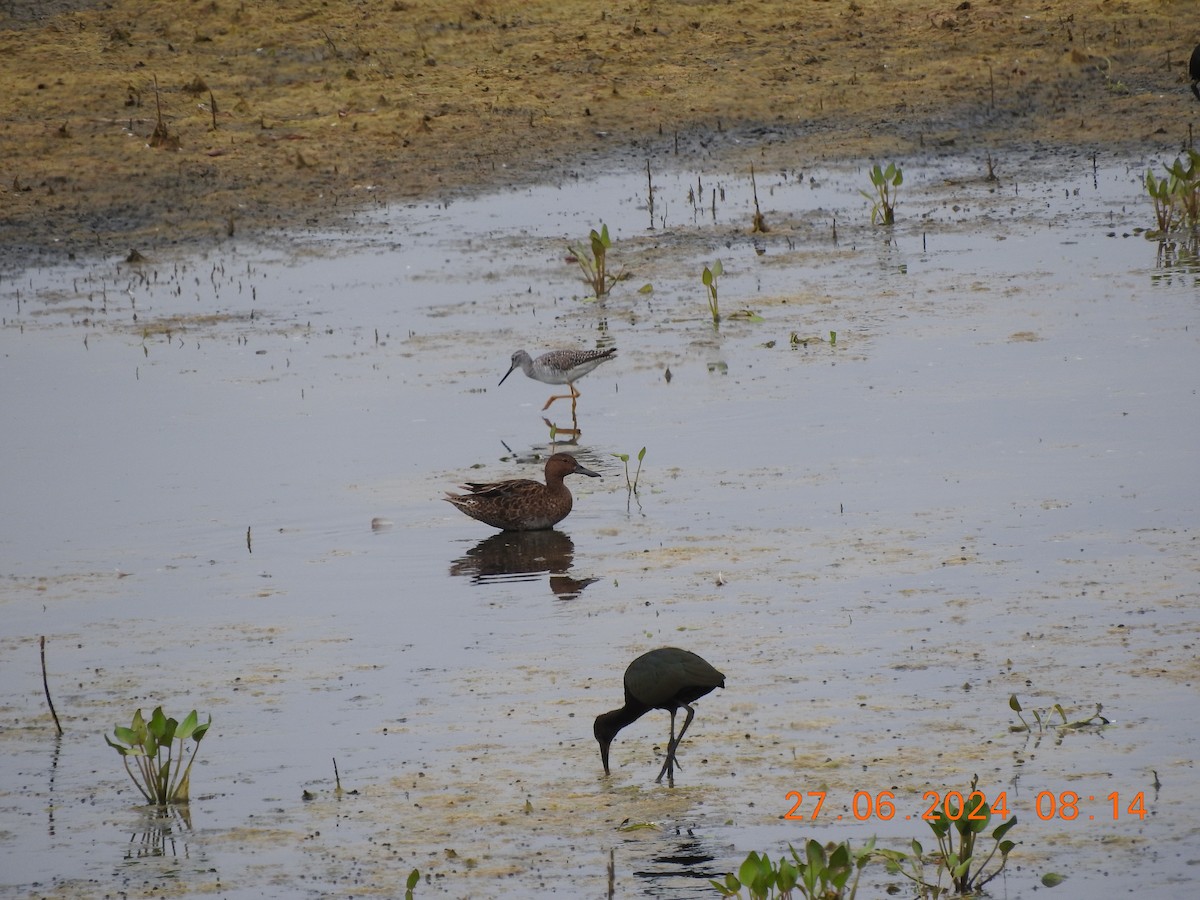 Greater Yellowlegs - ML620894568