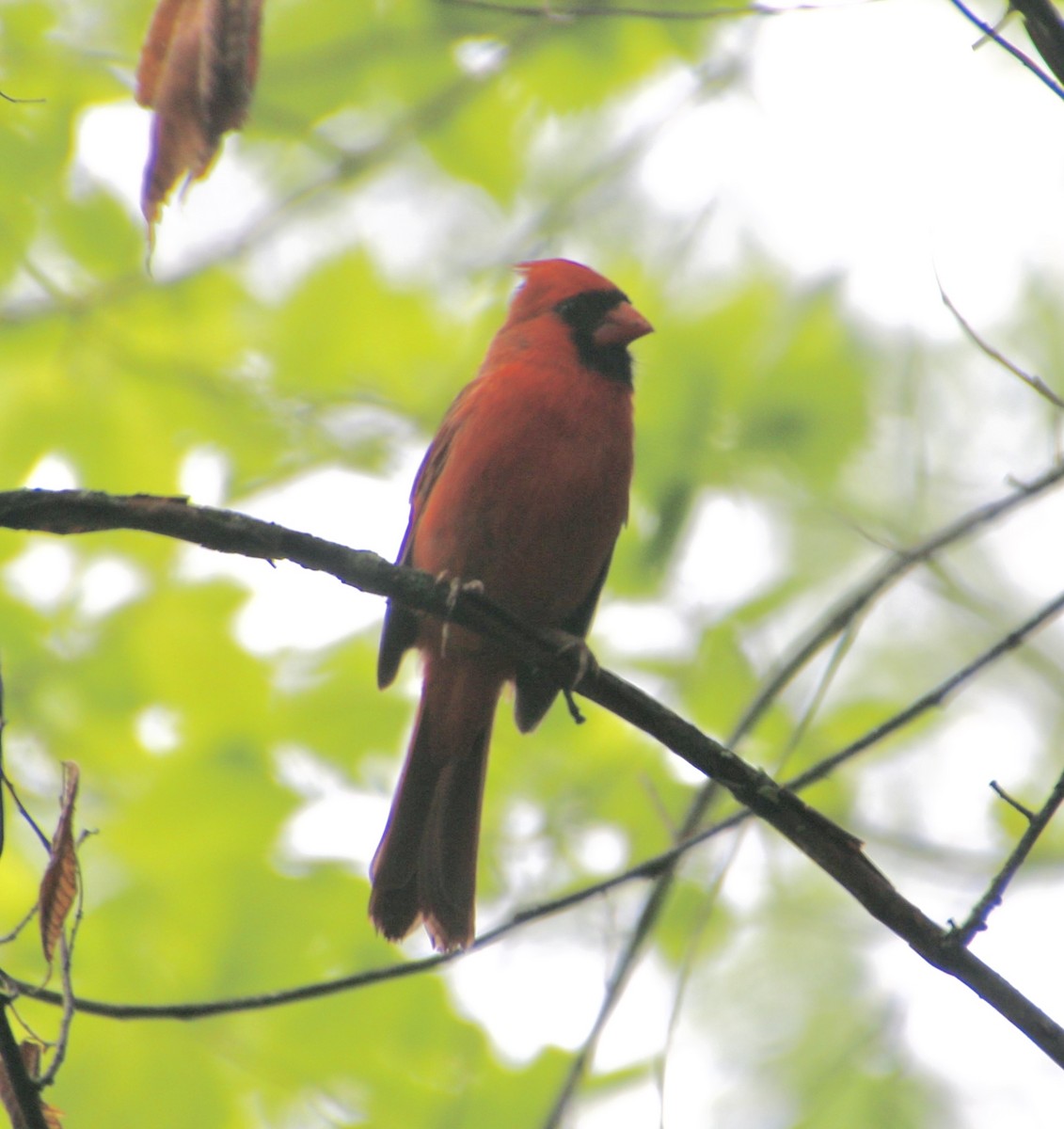 Cardenal Norteño - ML620894569