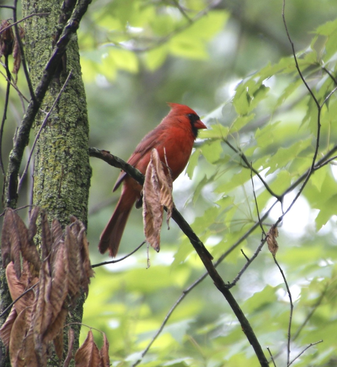 Northern Cardinal - ML620894570