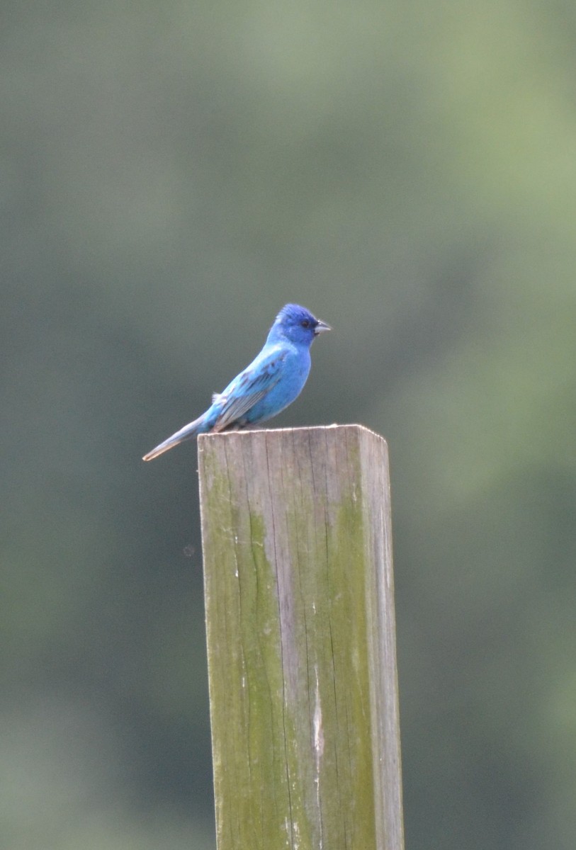 Indigo Bunting - ML620894575