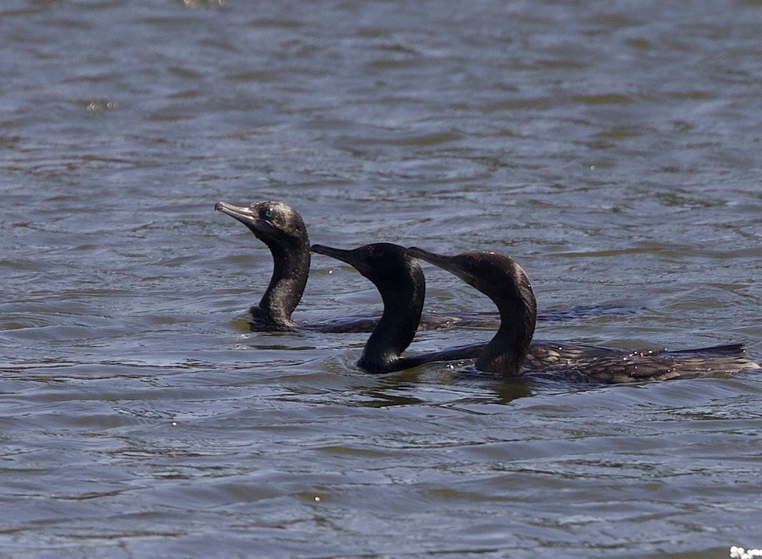 Little Black Cormorant - ML620894578