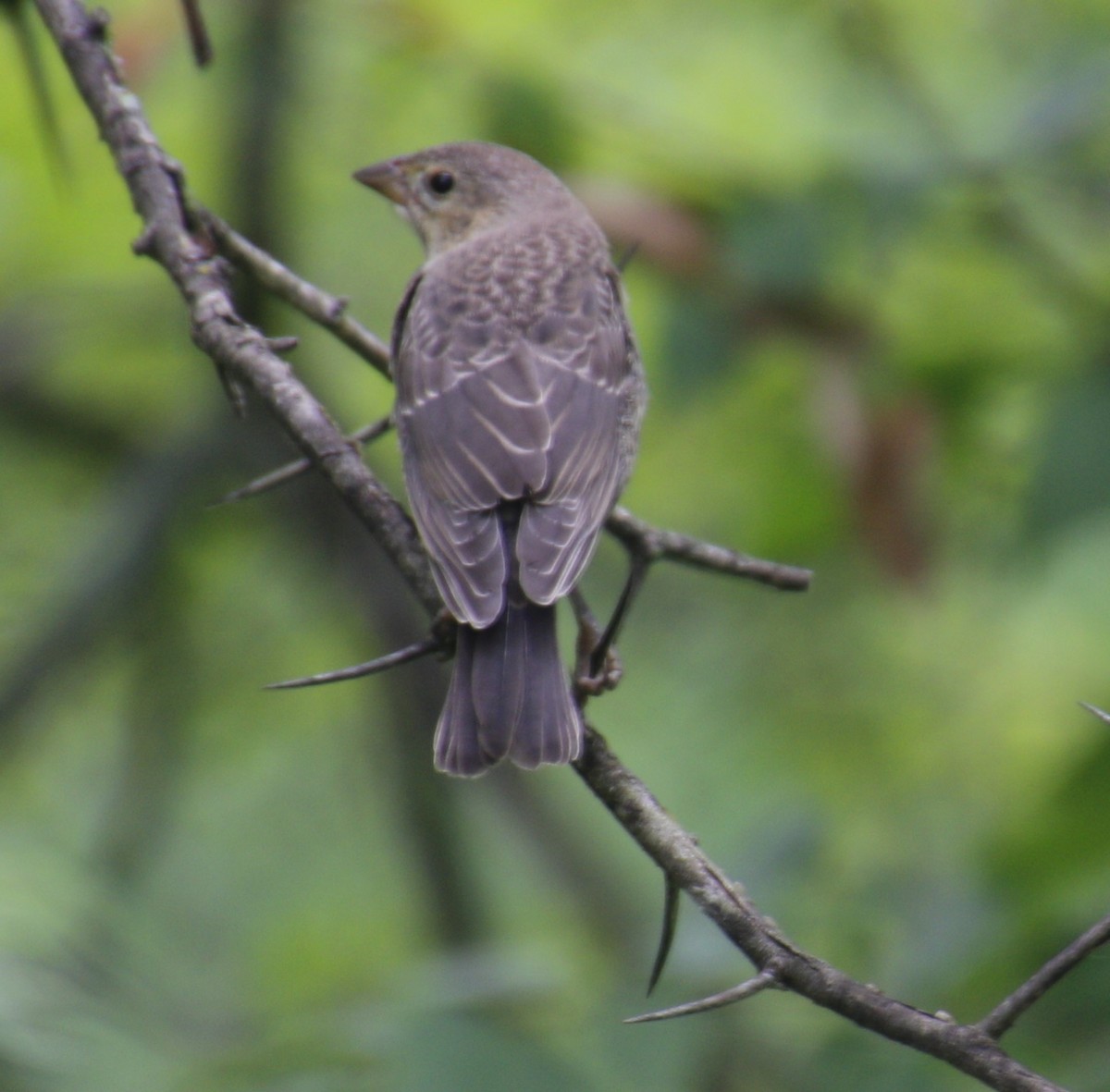 Brown-headed Cowbird - ML620894580