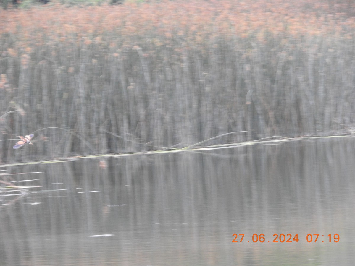 Least Bittern - ML620894590