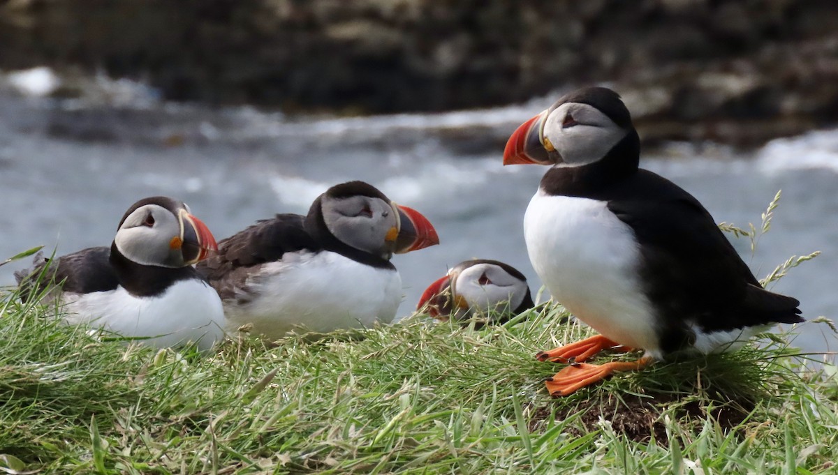 Atlantic Puffin - ML620894591