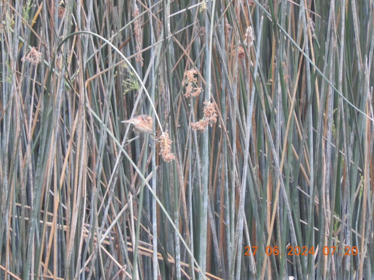 Least Bittern - Peter Ginsburg