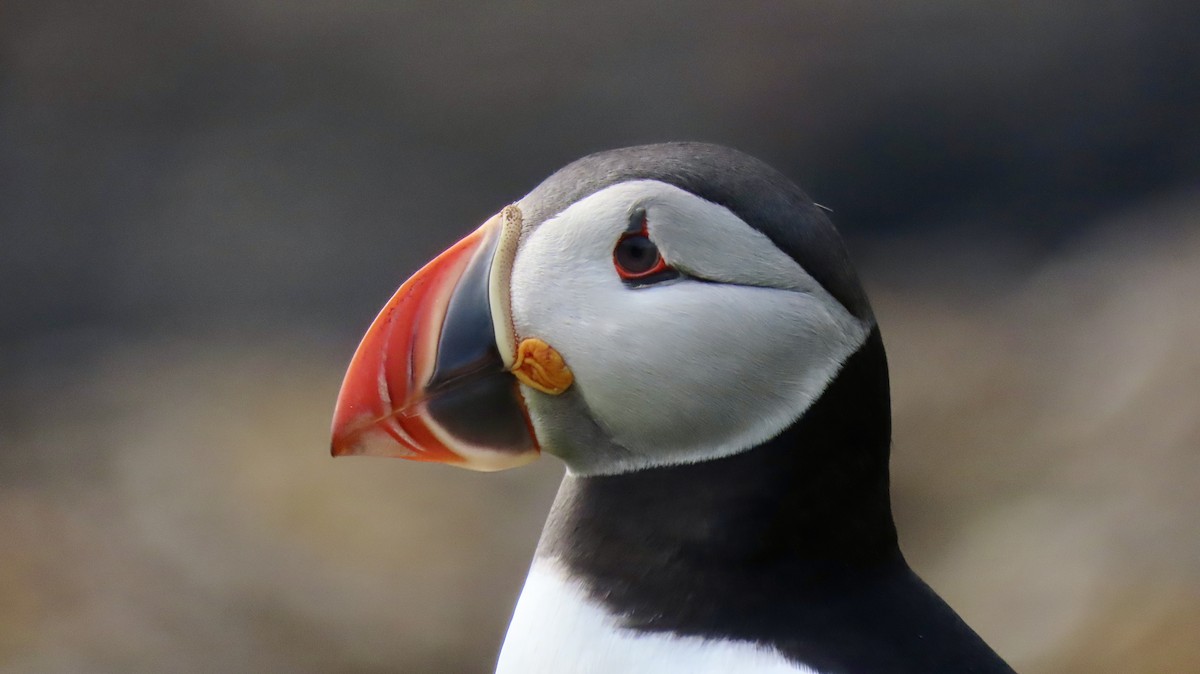 Atlantic Puffin - ML620894593