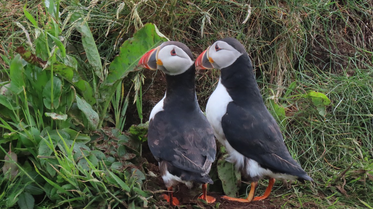 Atlantic Puffin - ML620894598