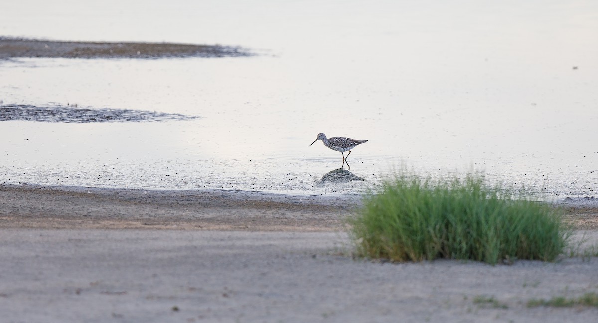 Greater Yellowlegs - ML620894600