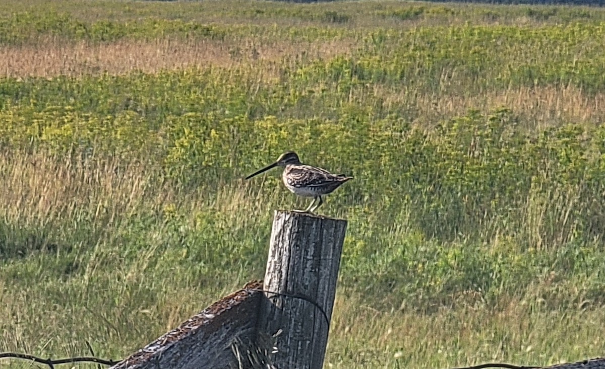 Wilson's Snipe - ML620894602