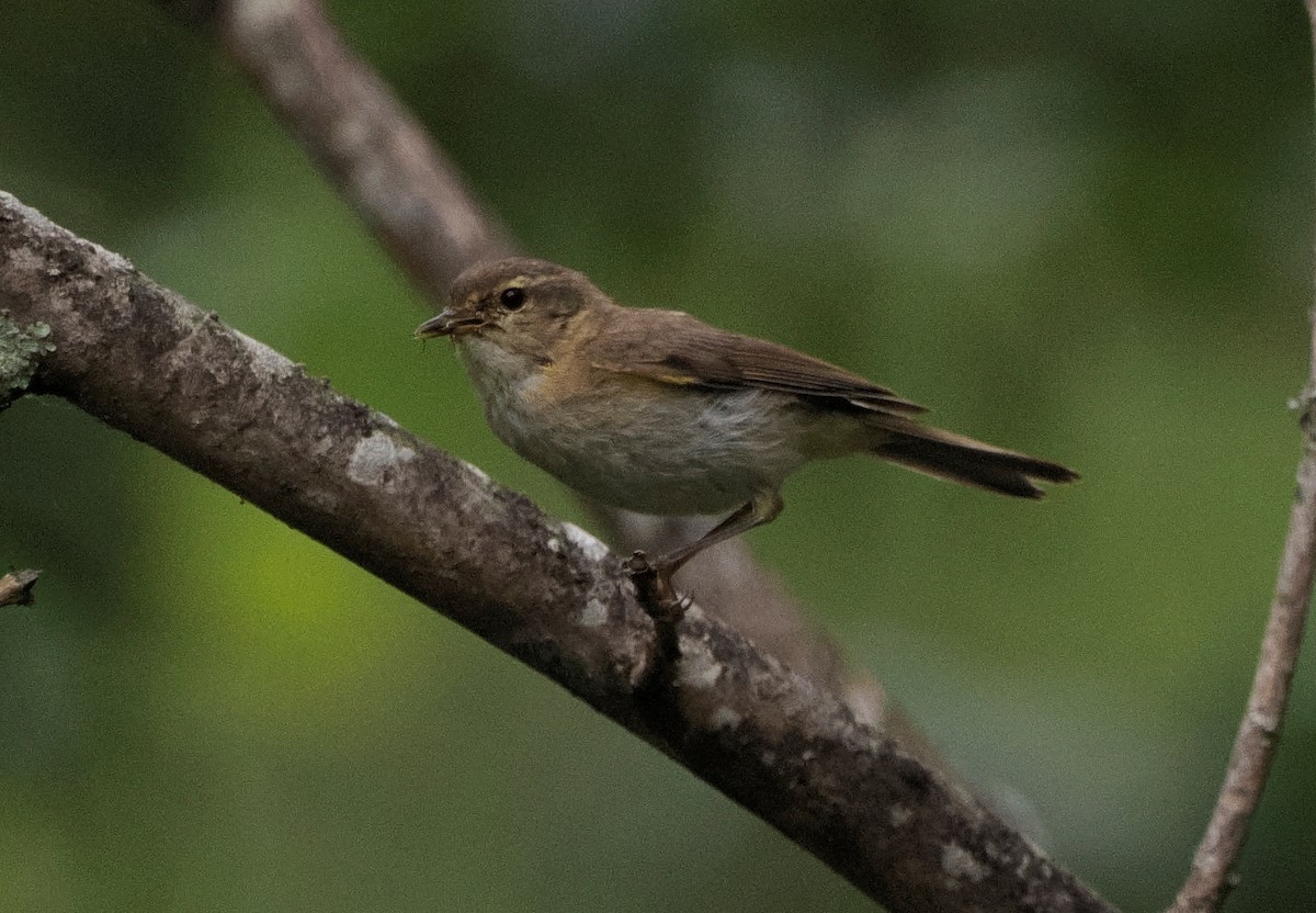 Iberian Chiffchaff - Miguel Lopez