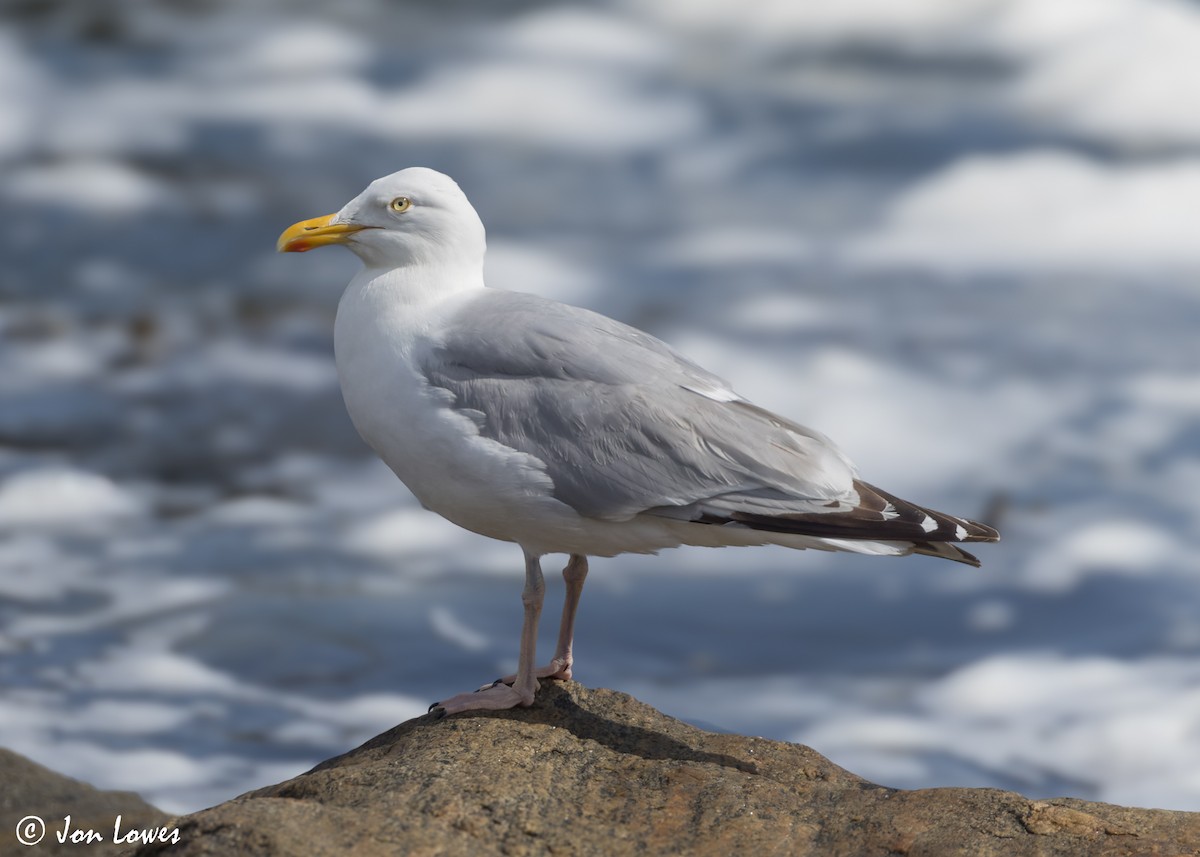 Herring Gull (European) - ML620894610