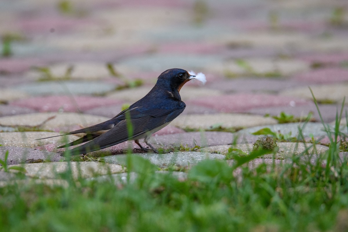 Barn Swallow - ML620894617