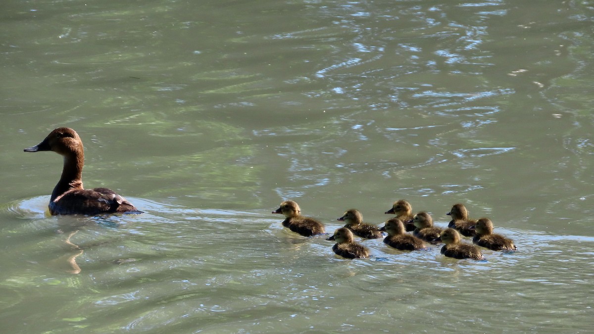 Common Pochard - ML620894632