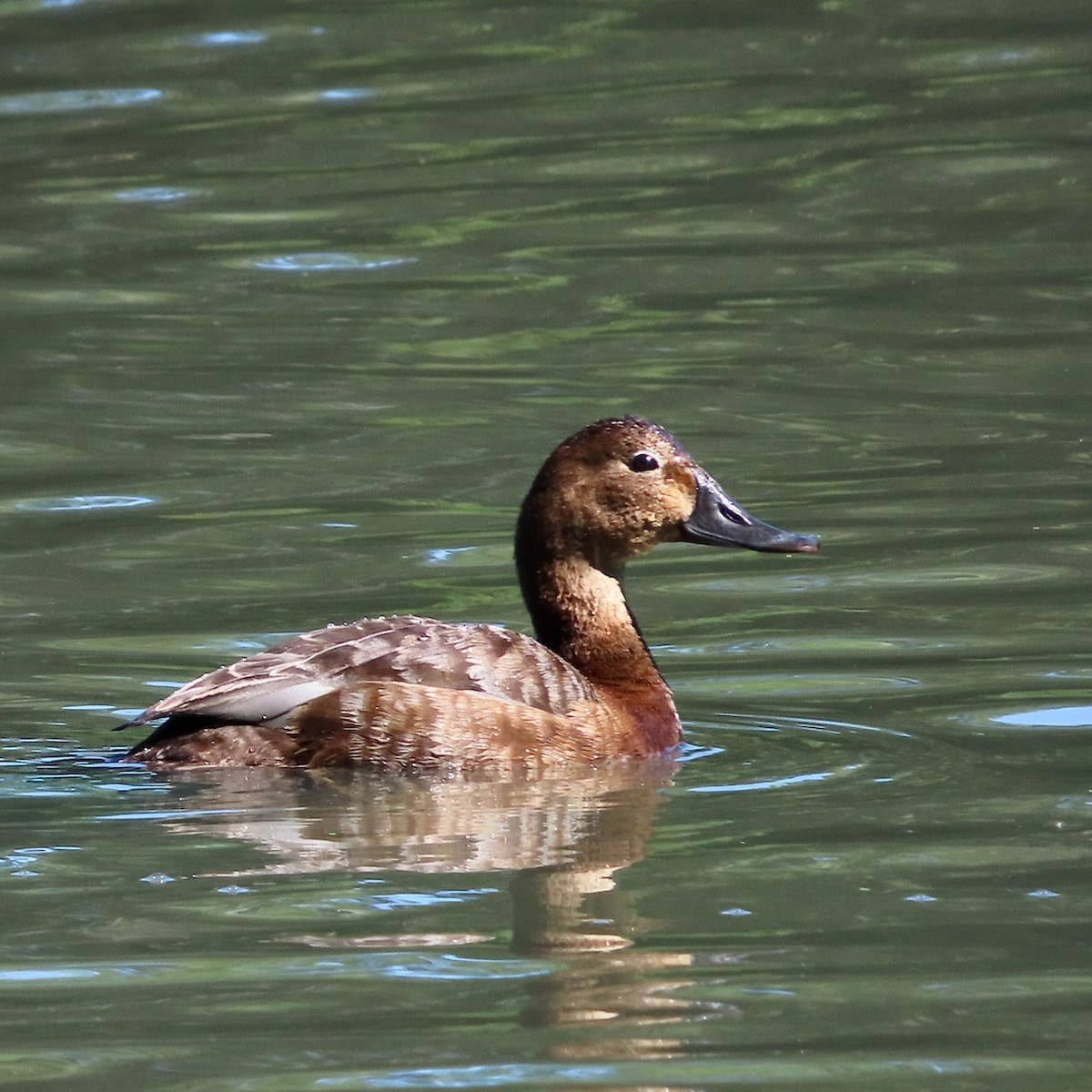 Common Pochard - ML620894633