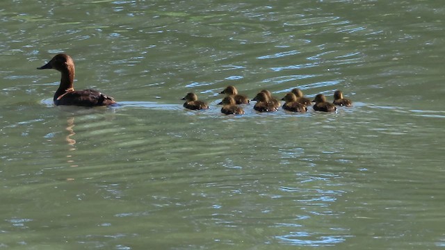 Common Pochard - ML620894634