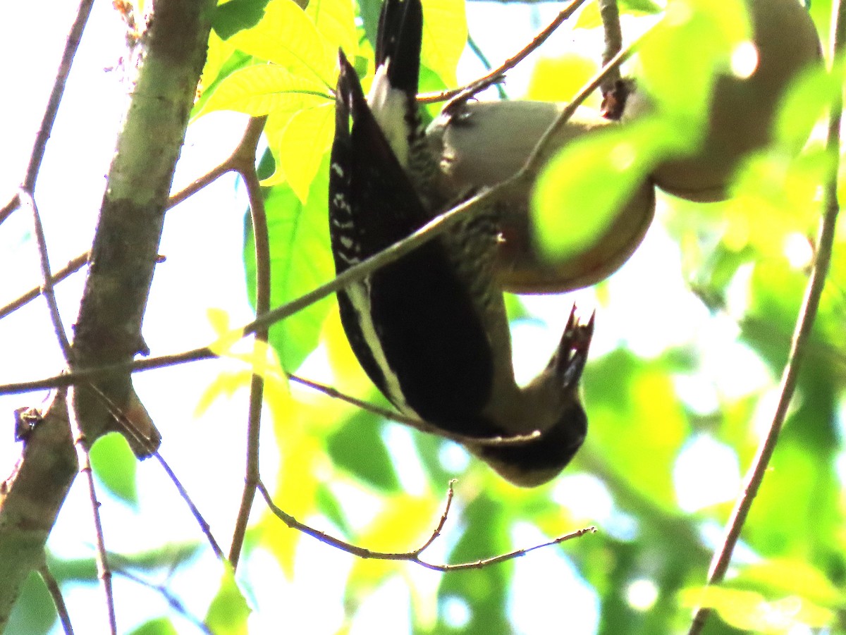 Golden-naped Woodpecker - ML620894649