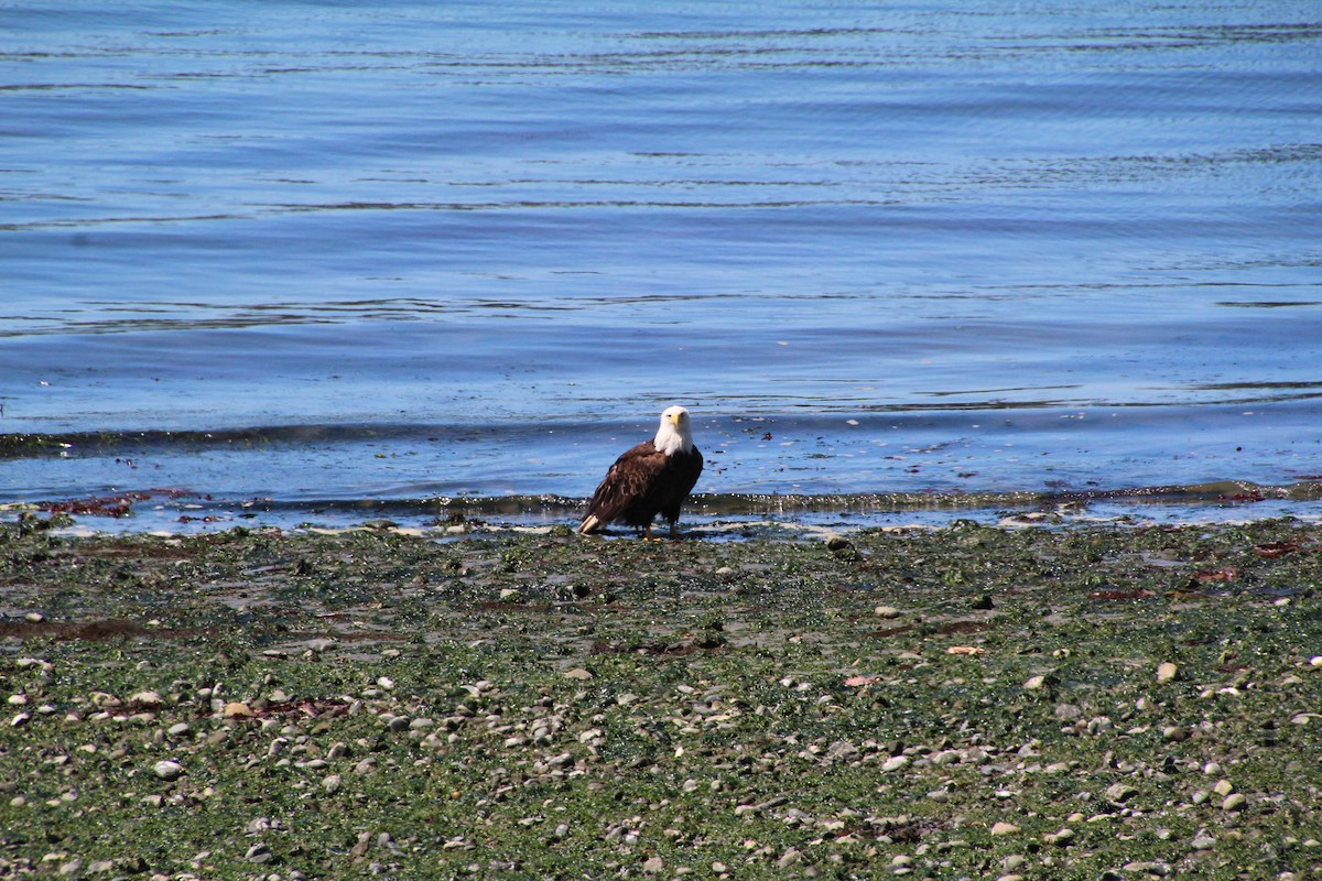 Bald Eagle - ML620894650