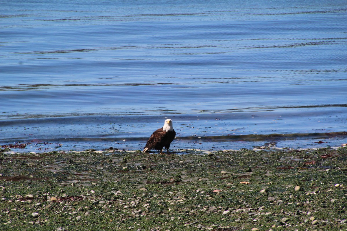 Weißkopf-Seeadler - ML620894652