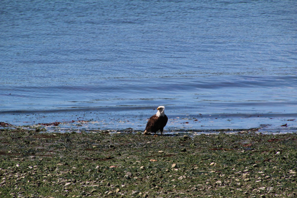 Weißkopf-Seeadler - ML620894655