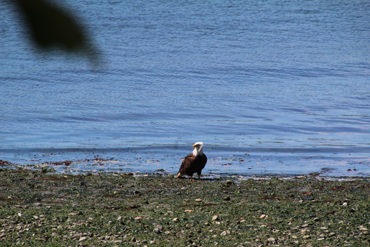 Bald Eagle - ML620894656