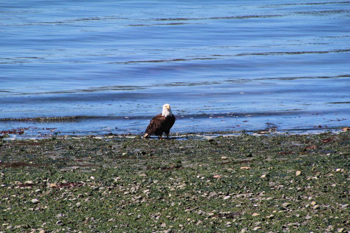 Weißkopf-Seeadler - ML620894657