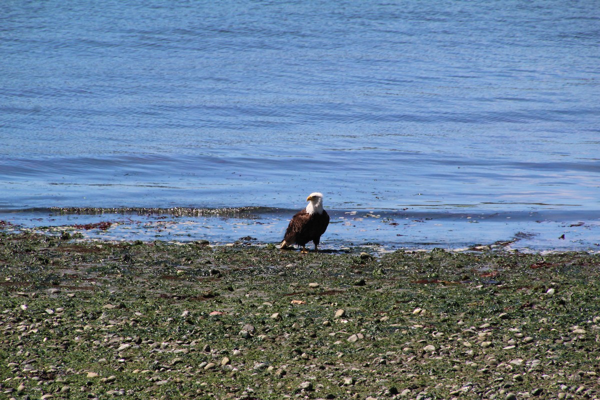 Bald Eagle - Ann Monk