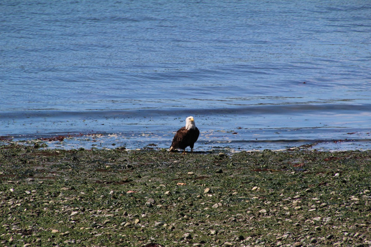 Weißkopf-Seeadler - ML620894662