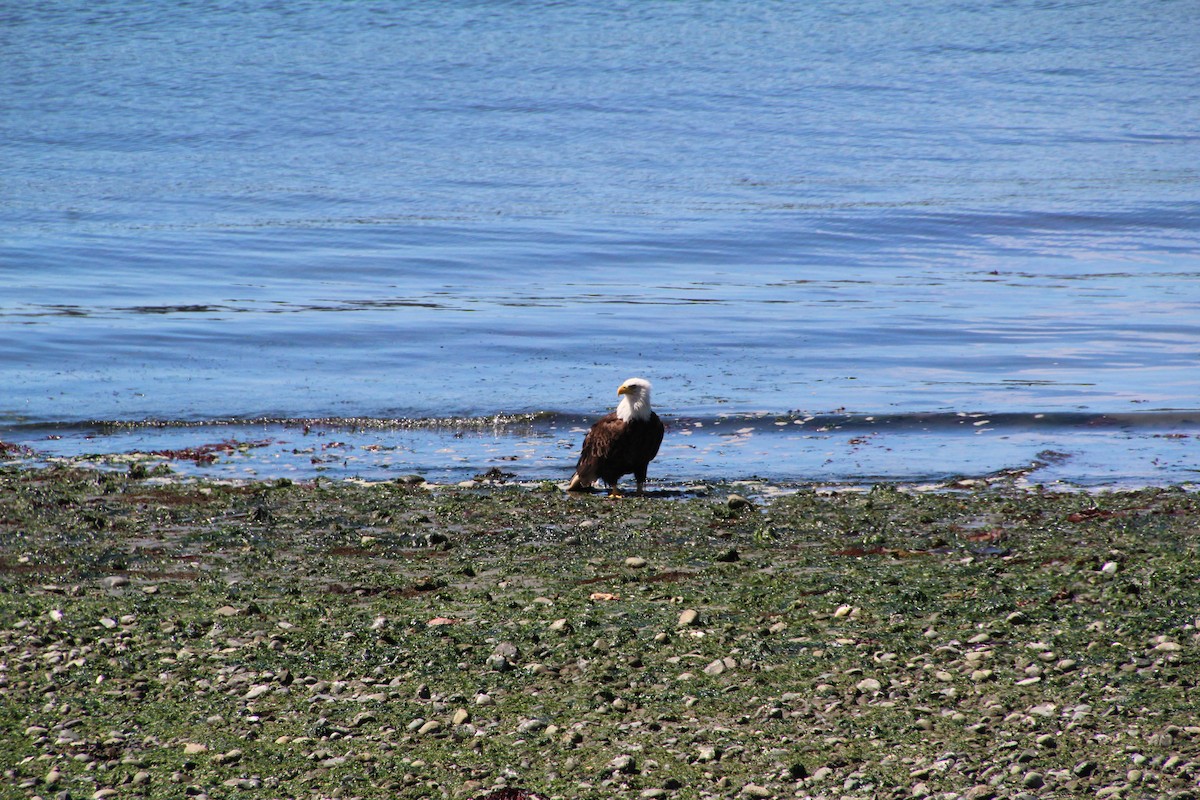 Bald Eagle - ML620894663