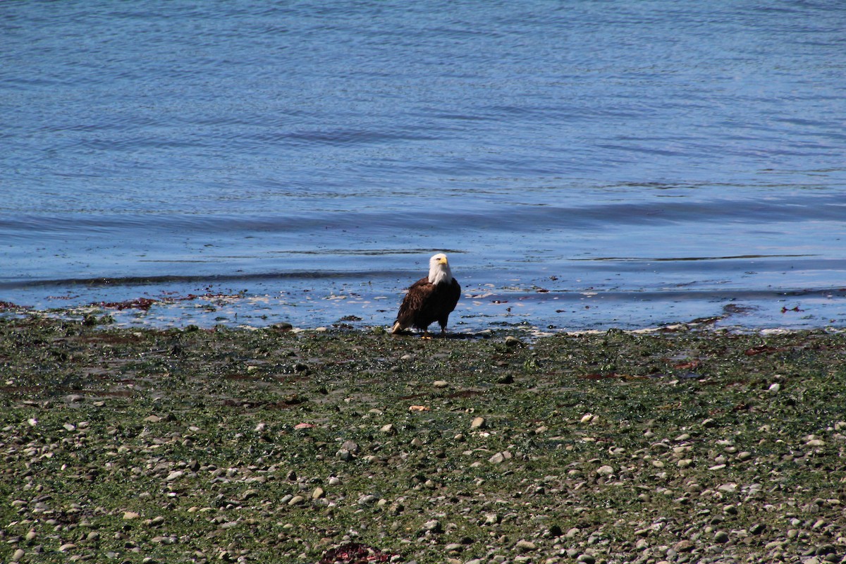 Bald Eagle - ML620894664