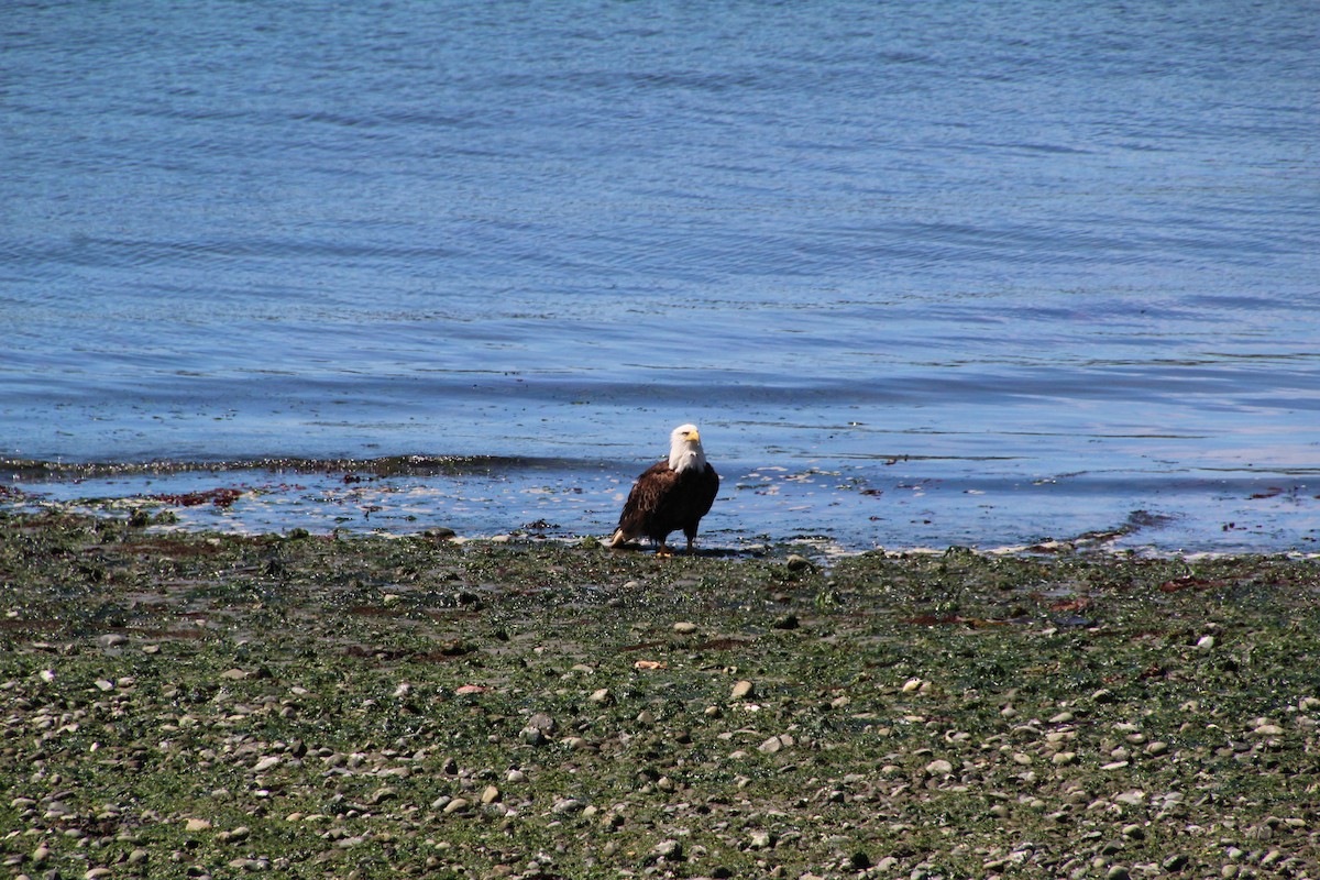 Bald Eagle - ML620894666