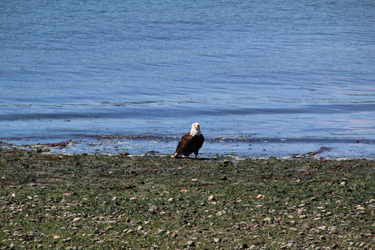 Bald Eagle - ML620894667