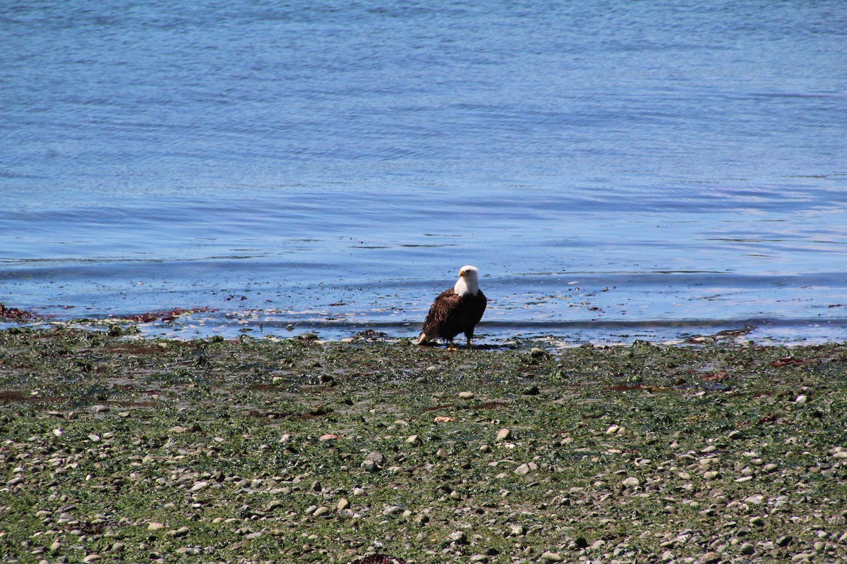 Bald Eagle - ML620894669