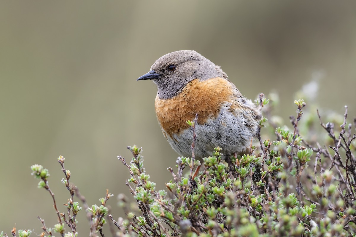 Robin Accentor - ML620894672