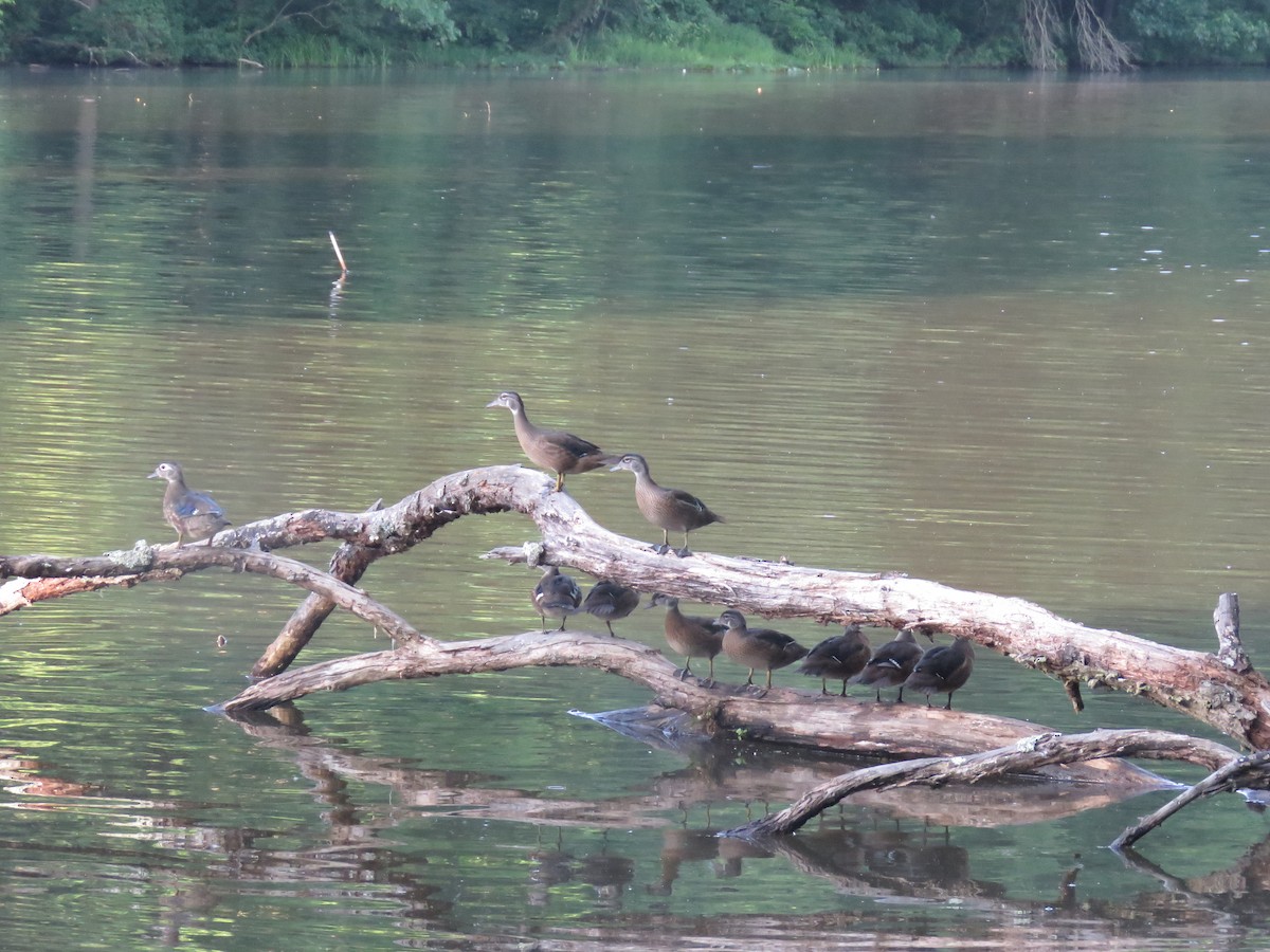 Wood Duck - ML620894676