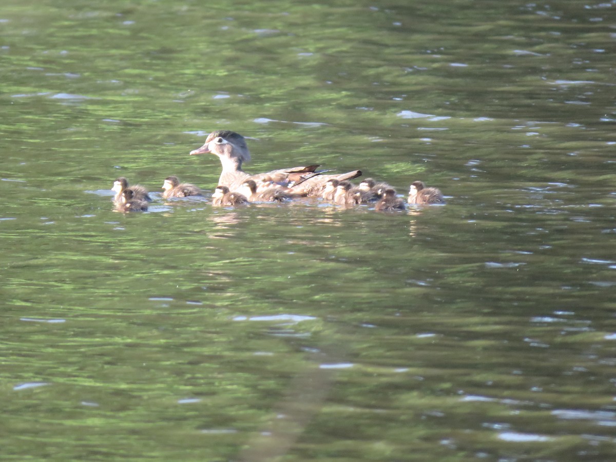 Wood Duck - ML620894677